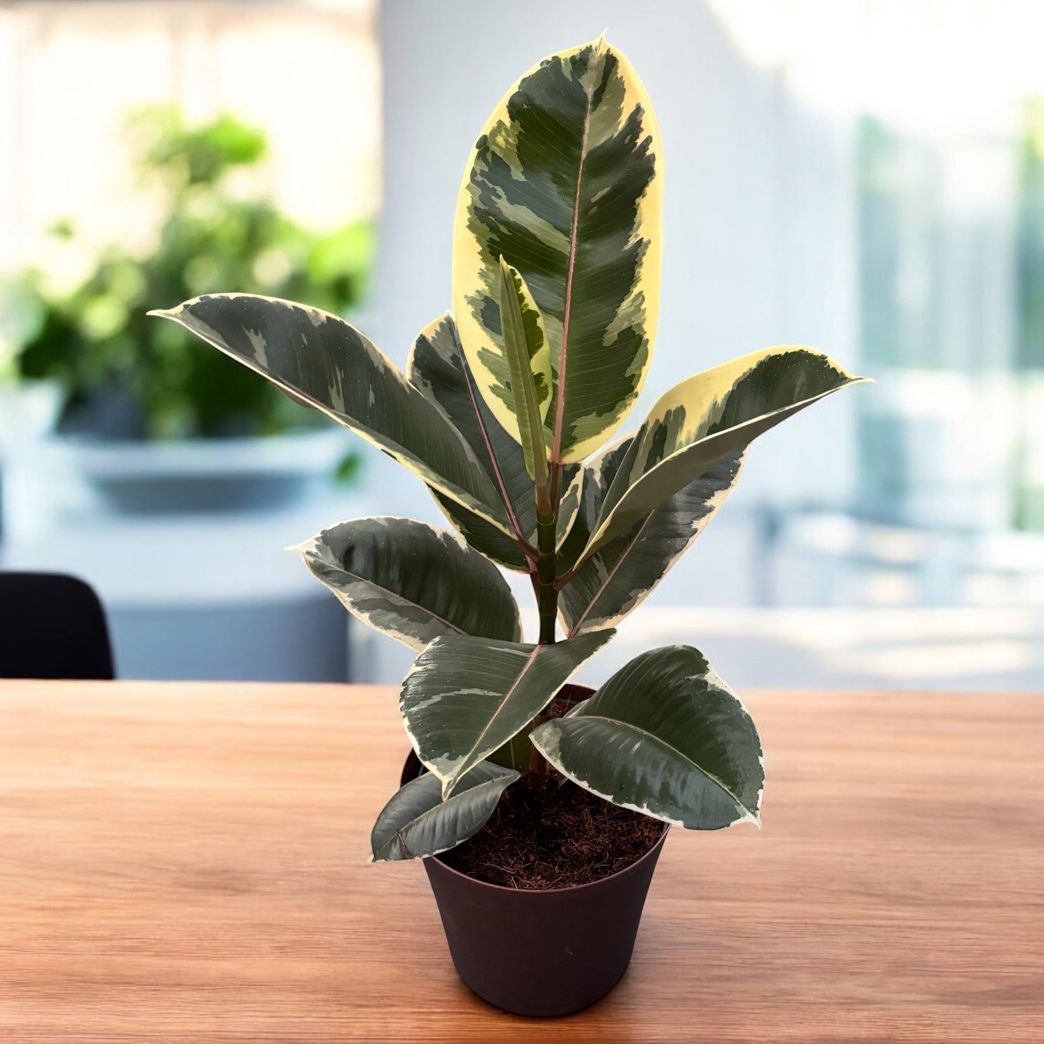 Ficus elastica Tineke XL - planta decorativa cu frunzis variegat