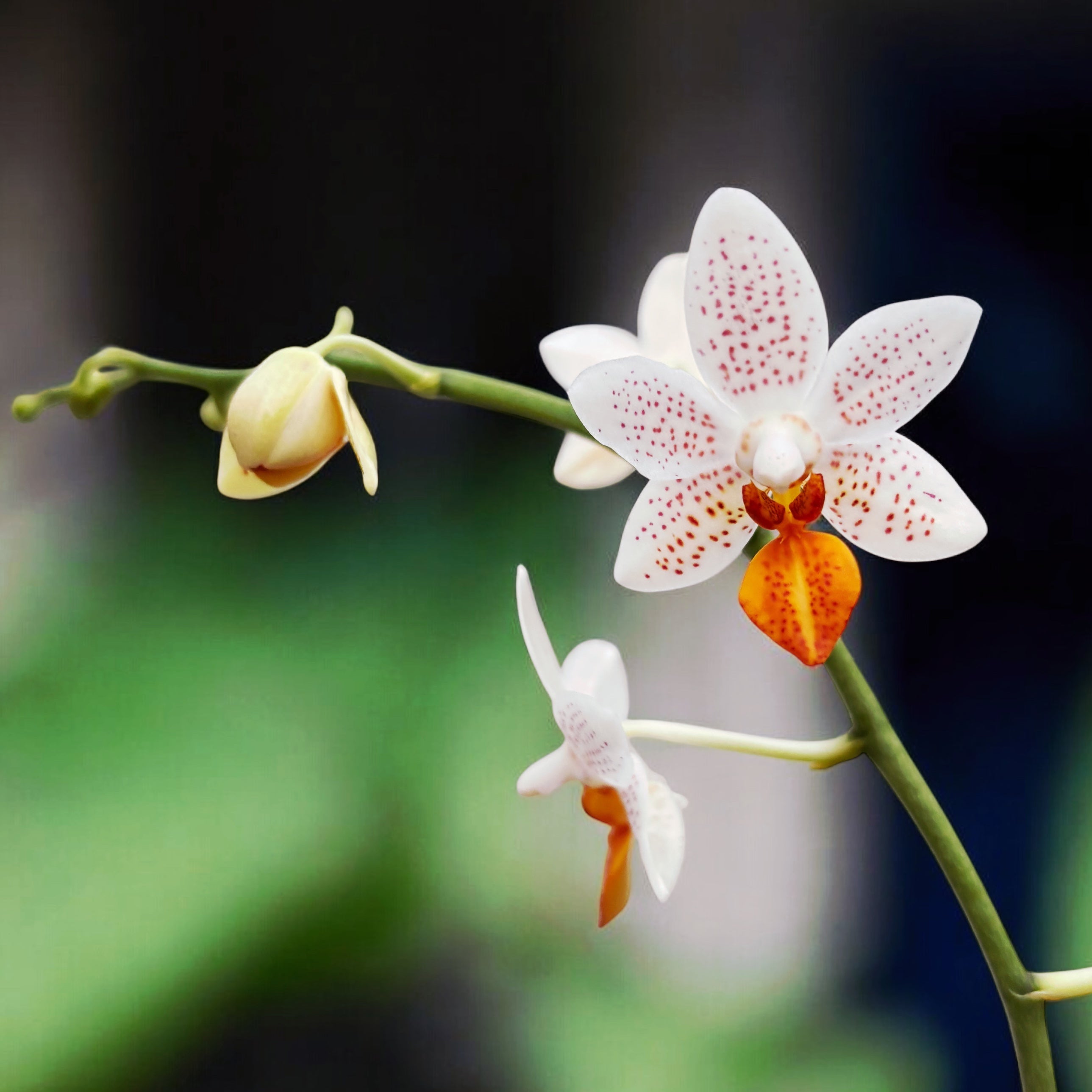 Phalaenopsis Mini Mark (TW)