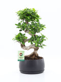 Bonsai Ginseng - forma S H60 cm