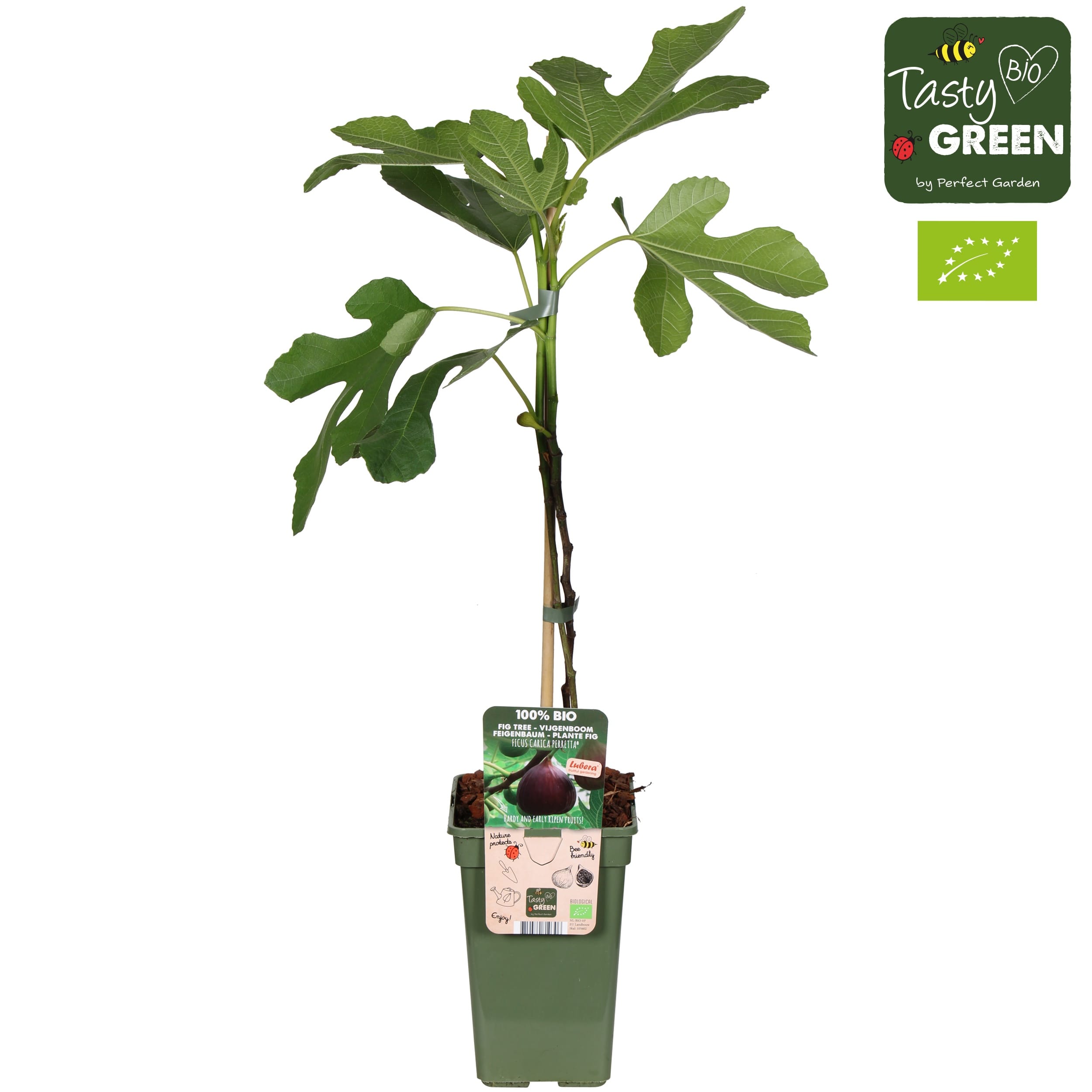 Smochin - Ficus carica 'Gustissimo Perretta' (crescut 100% biologic)