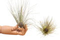 Tillandsia filifolia - planta aeriana cu frunzis fin si flori violet parfumate