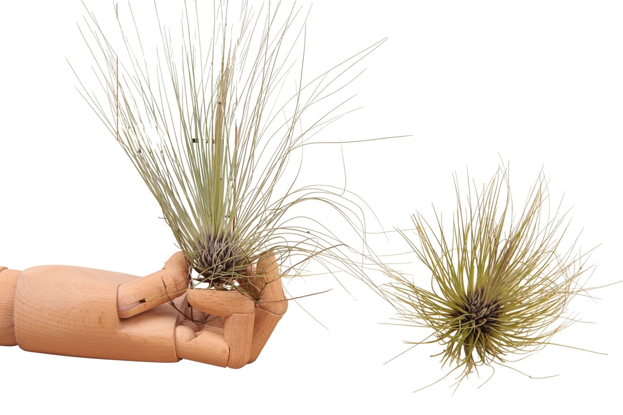 Tillandsia filifolia - planta aeriana cu frunzis fin si flori violet parfumate