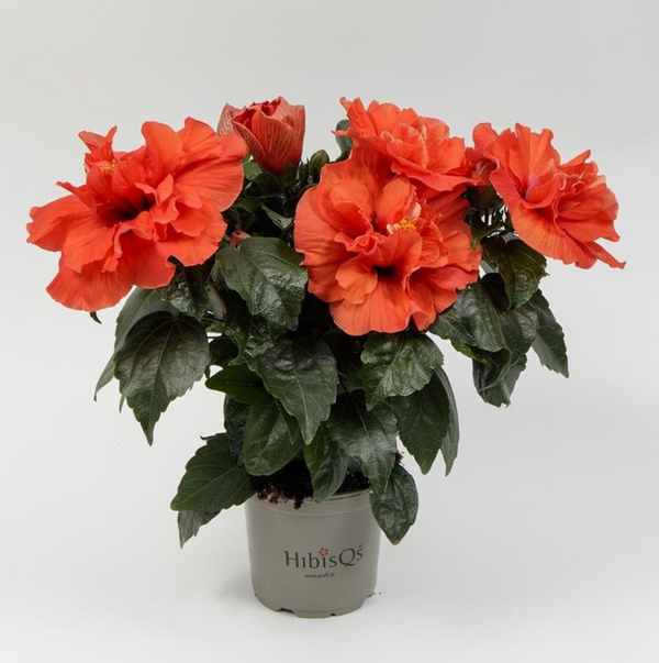 Hibiscus Adonicus 'Double Orange' - gefüllte Blüten XL (2-3 Pflanzen/Topf)