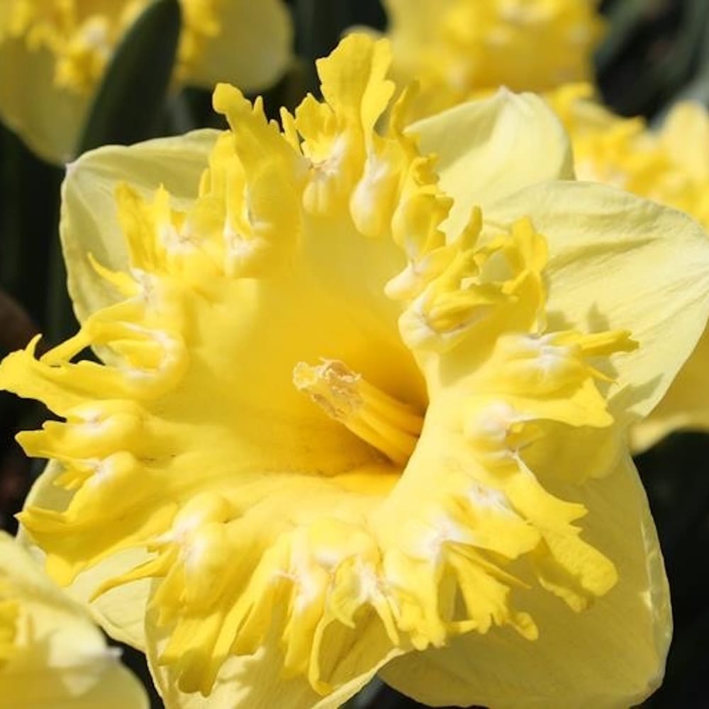 Narcise spectaculoase parfumate - Narcissus 'Snowtip'