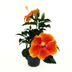 Hibiscus Hawaii 'Long Life' Pacific Fire - flori XL 2pp