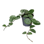 Hoya Mathilde (carnosa x serpens) - Hoya parfumata D6
