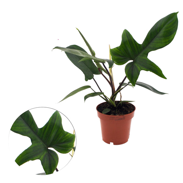 Philodendron 'Florida Beauty' (Green Ghost) 2 plants/pot