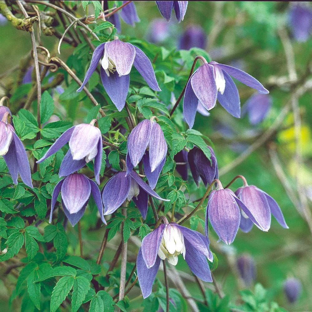 Clematis alpina (Clematis siberian, Clematis montan)