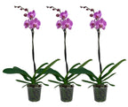 Phalaenopsis Miki Pink Lady (Florious Pink) - floarea XXL
