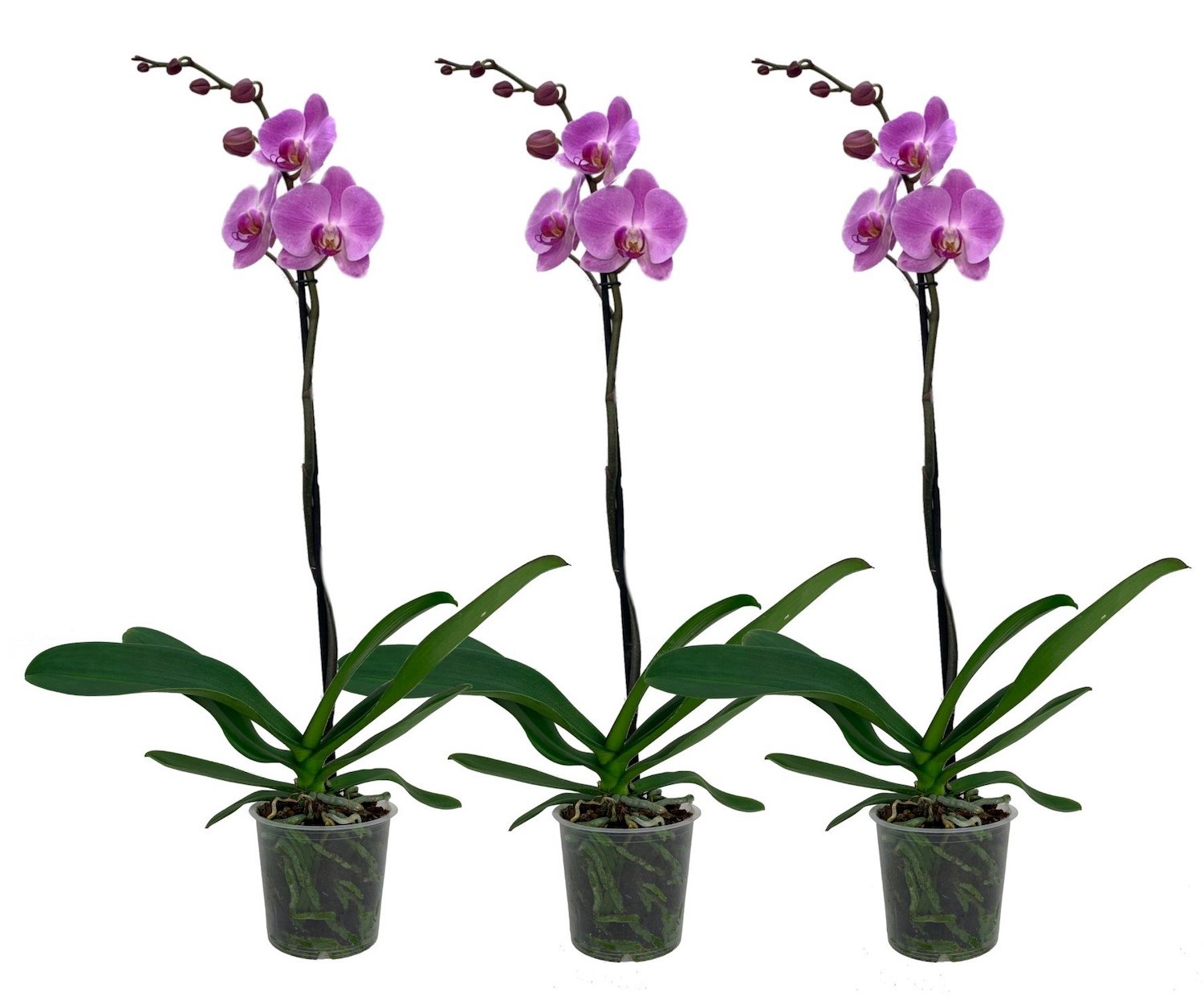 Phalaenopsis Miki Pink Lady (Florious Pink) - fiore XXL