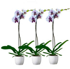 Phalaenopsis Gan Lin Fairy (Florious) - flor XXL