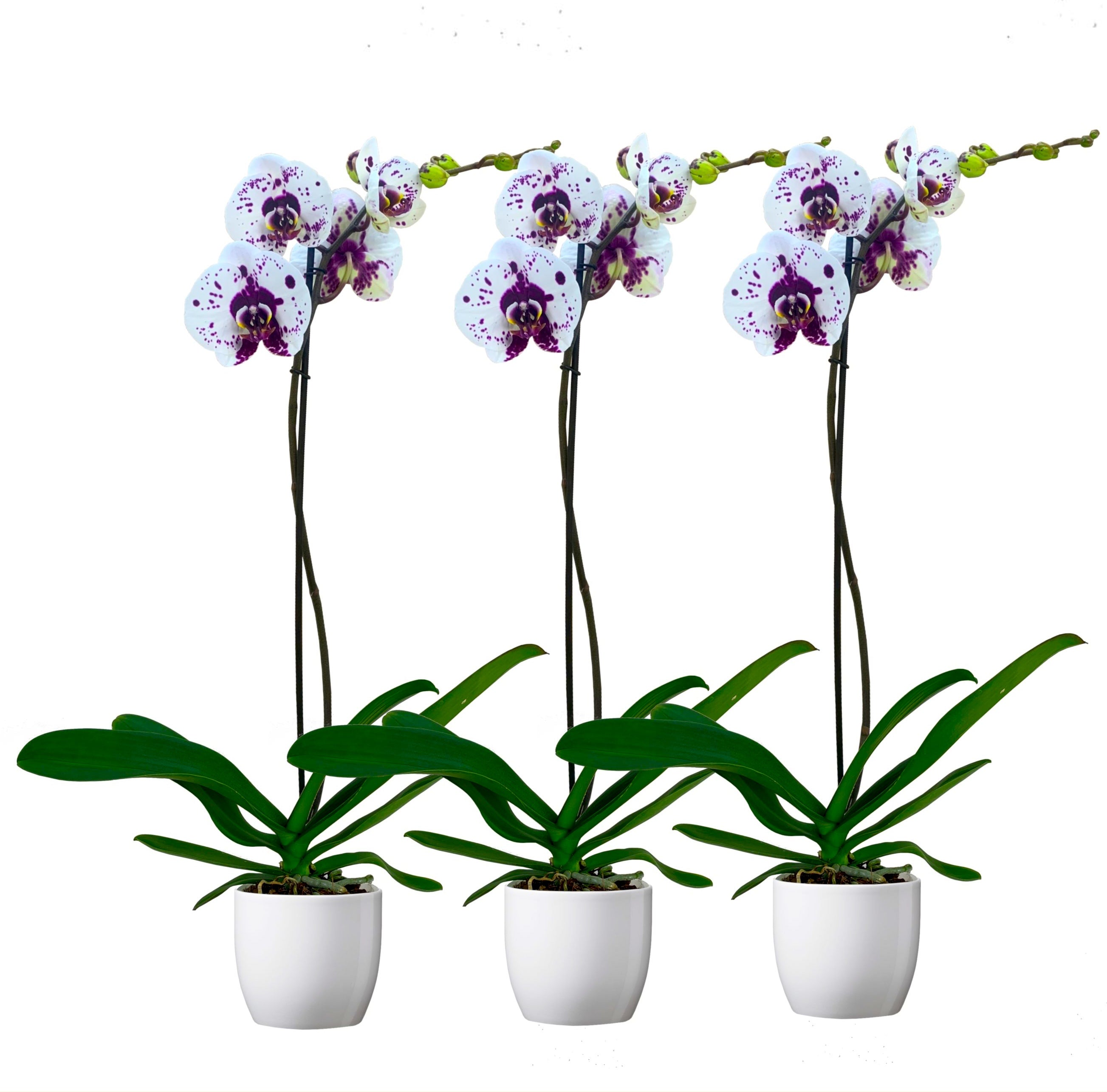 Phalaenopsis Gan Lin Fairy (Florious) - floarea XXL