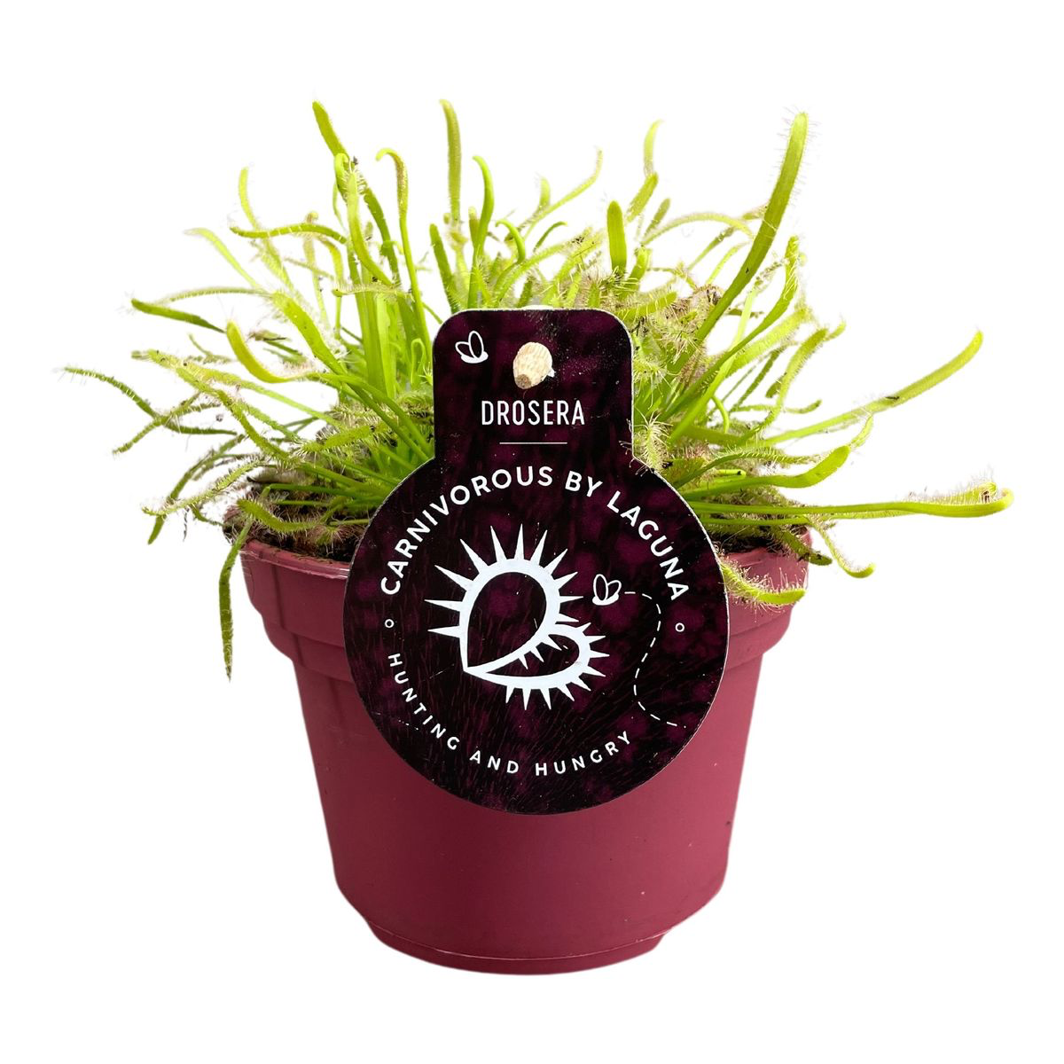 Drosera Capensis ‘Alba’ - Roua cerului D12