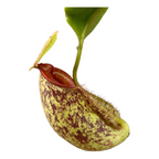Nepenthes Hookeriana - O planta carnivora spectaculoasa!
