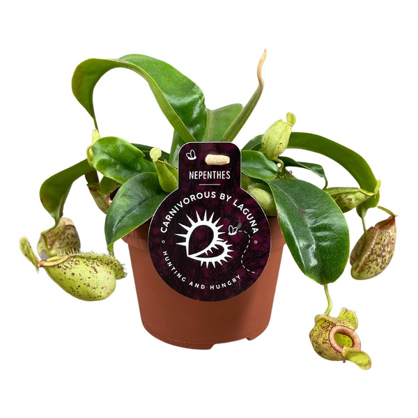 Nepenthes Hookeriana - A spectacular carnivorous plant!
