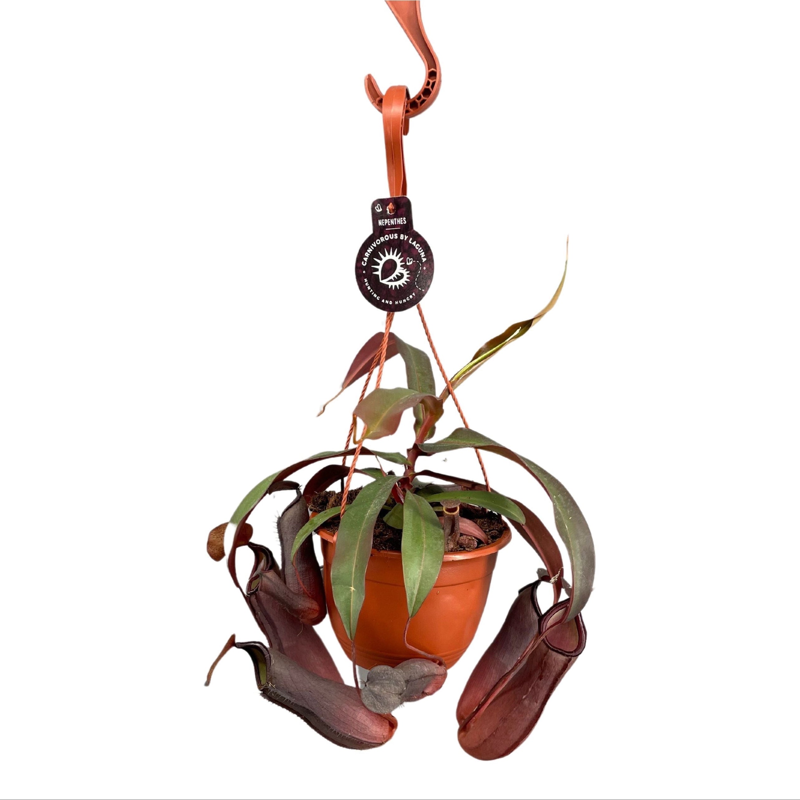 Nepenthes Rebecca Soper XL - O planta carnivora spectaculoasa!