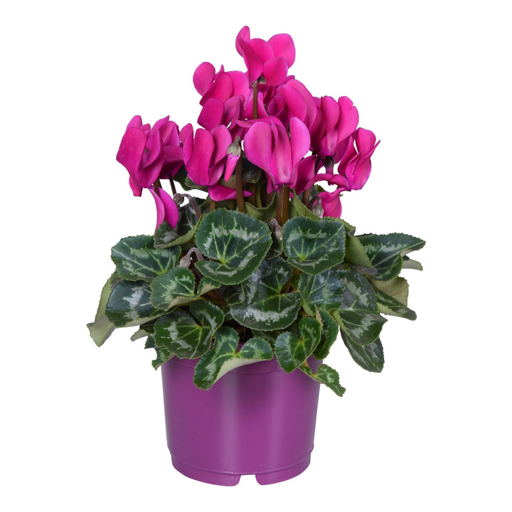 Cyclamen persicum in ghiveci - mix de culori