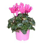 Cyclamen persicum in ghiveci - mix de culori