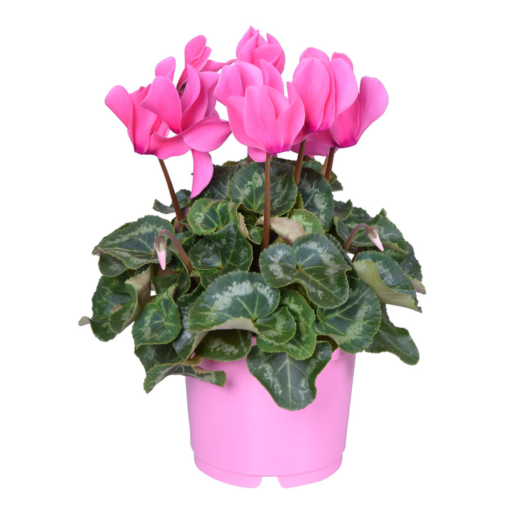 Cyclamen persicum in ghiveci - mix de culori