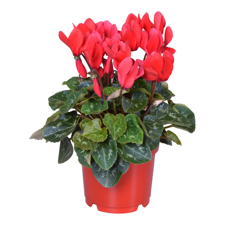 Cyclamen persicum in ghiveci - mix de culori