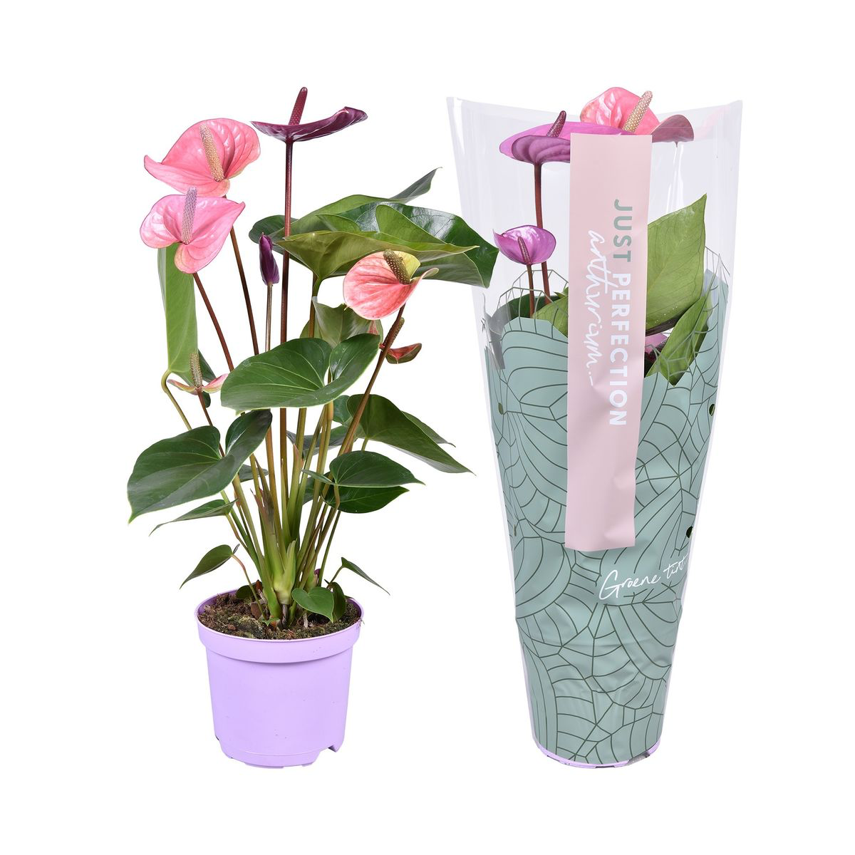 Anthurium ‘Cavalli’ (Floarea Flamingo) - flori mari