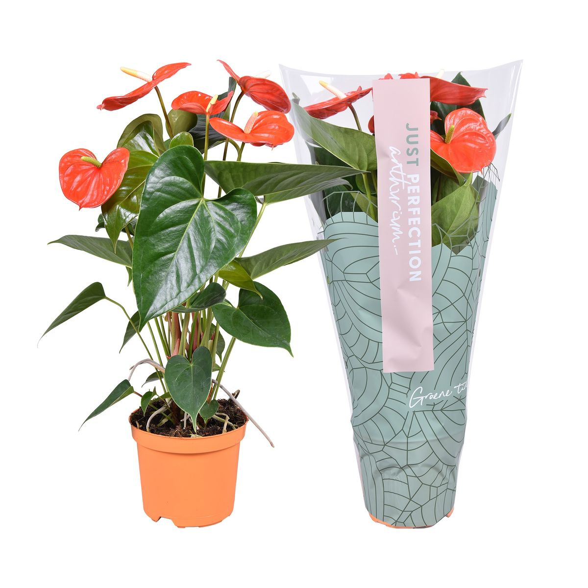 Anthurium 'Atlas' (Floarea Flamingo)