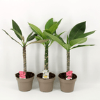 Plumeria rubra 'Hawaiian' mix - fragrant flowers (not blooming)