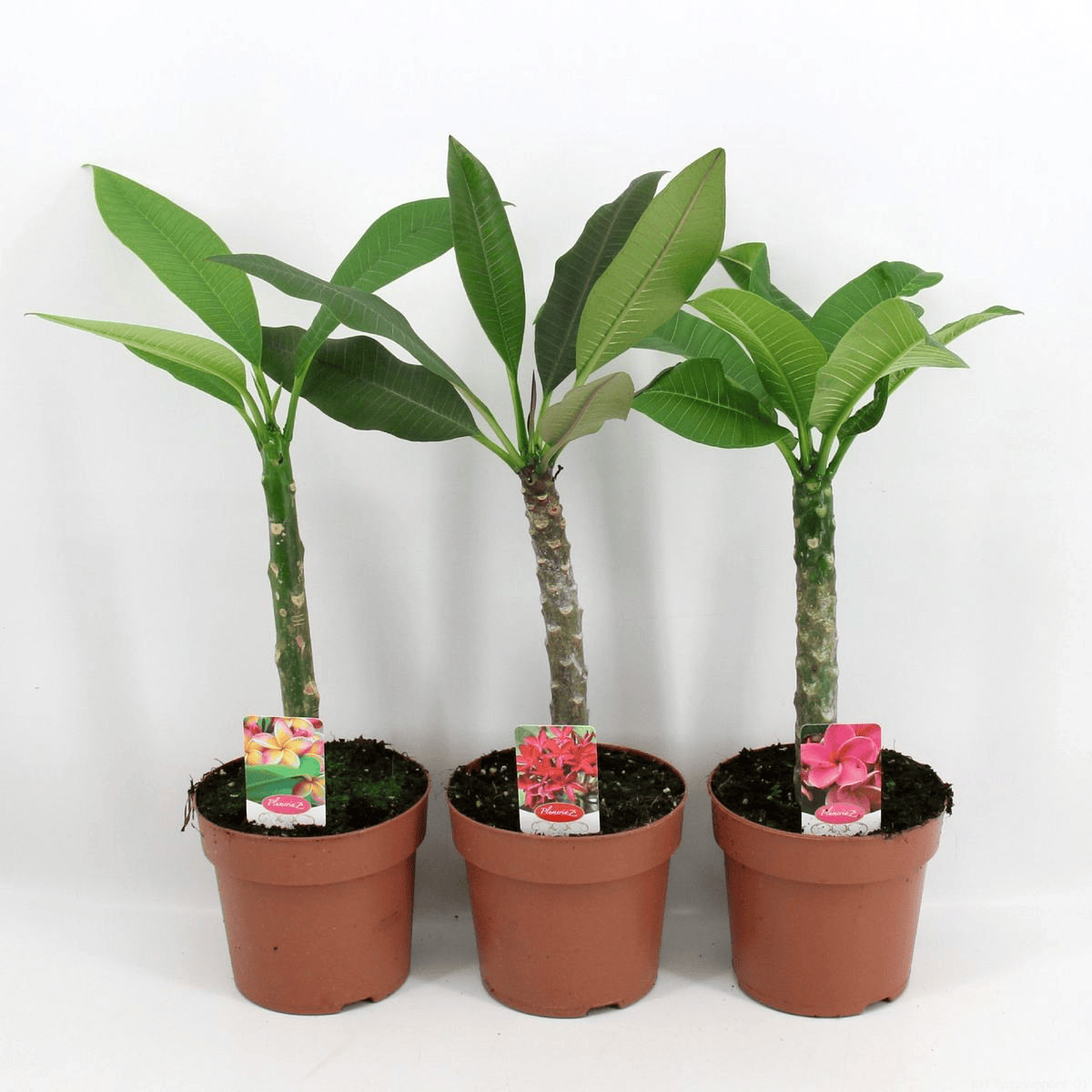 Plumeria rubra 'Pink Parfait'