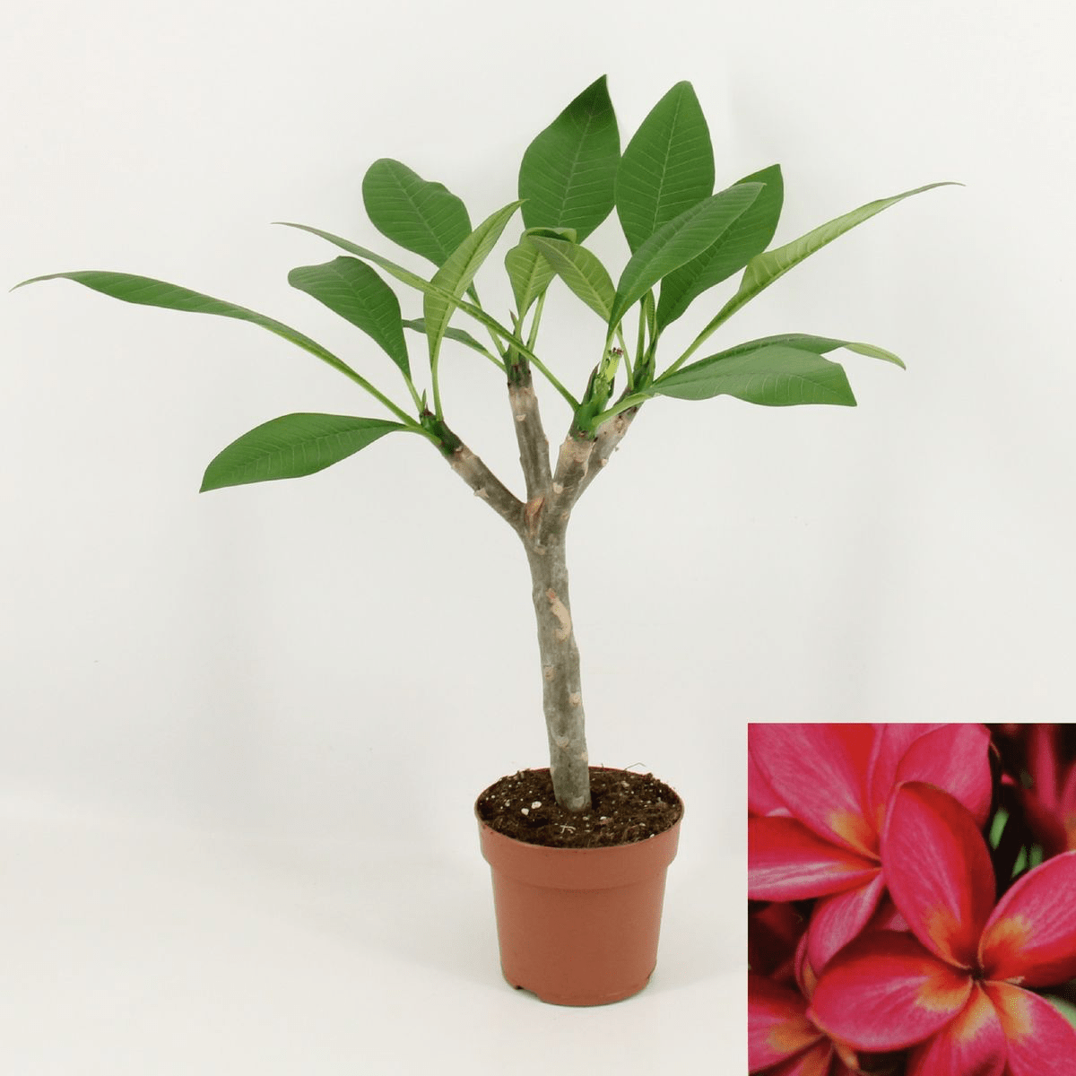Plumeria rubra Hawaiian mix -  flori parfumate