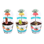 Fritillaria imperialis 'Rubra' (Rood) - Rode keizerskroon