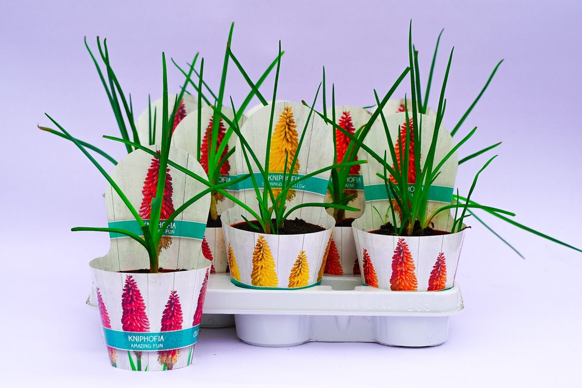 Kniphofia 'Amazing Fun' (floarea faclie)