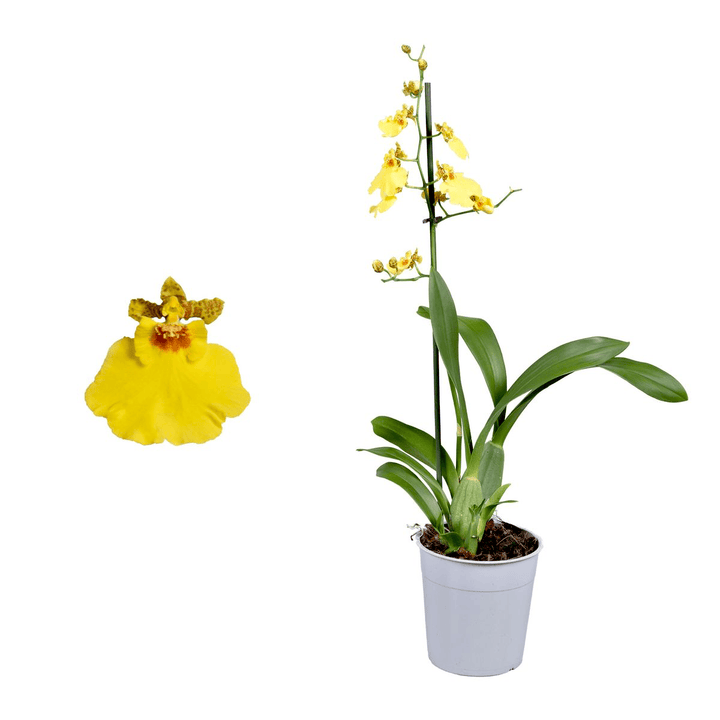 Oncidium Sweet Sugar