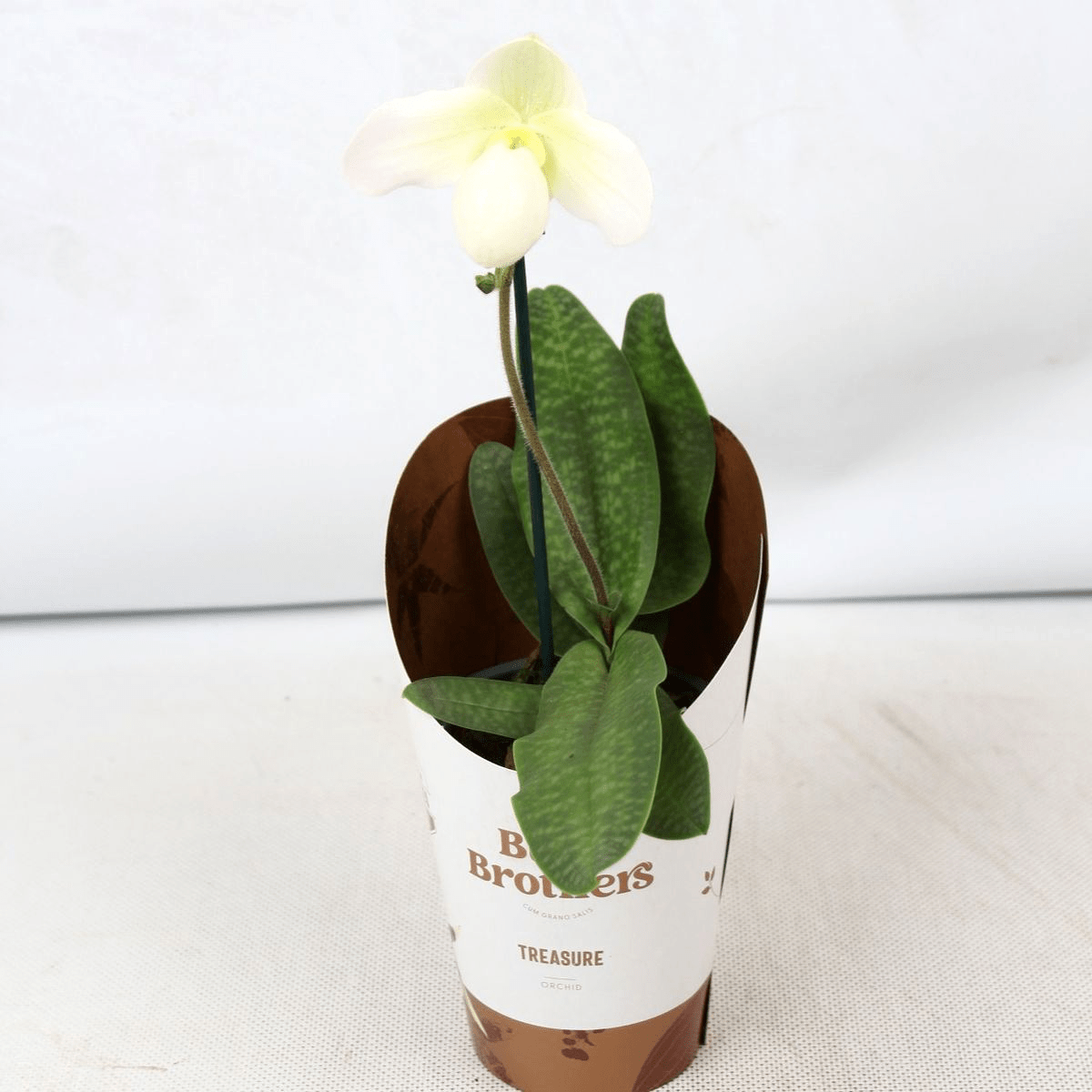 Paphiopedilum Deperle (sequential/multiflower)