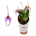 Masdevallia Orchid Lilac