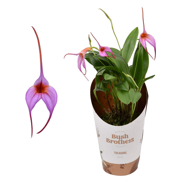 Orhidee Masdevallia lila