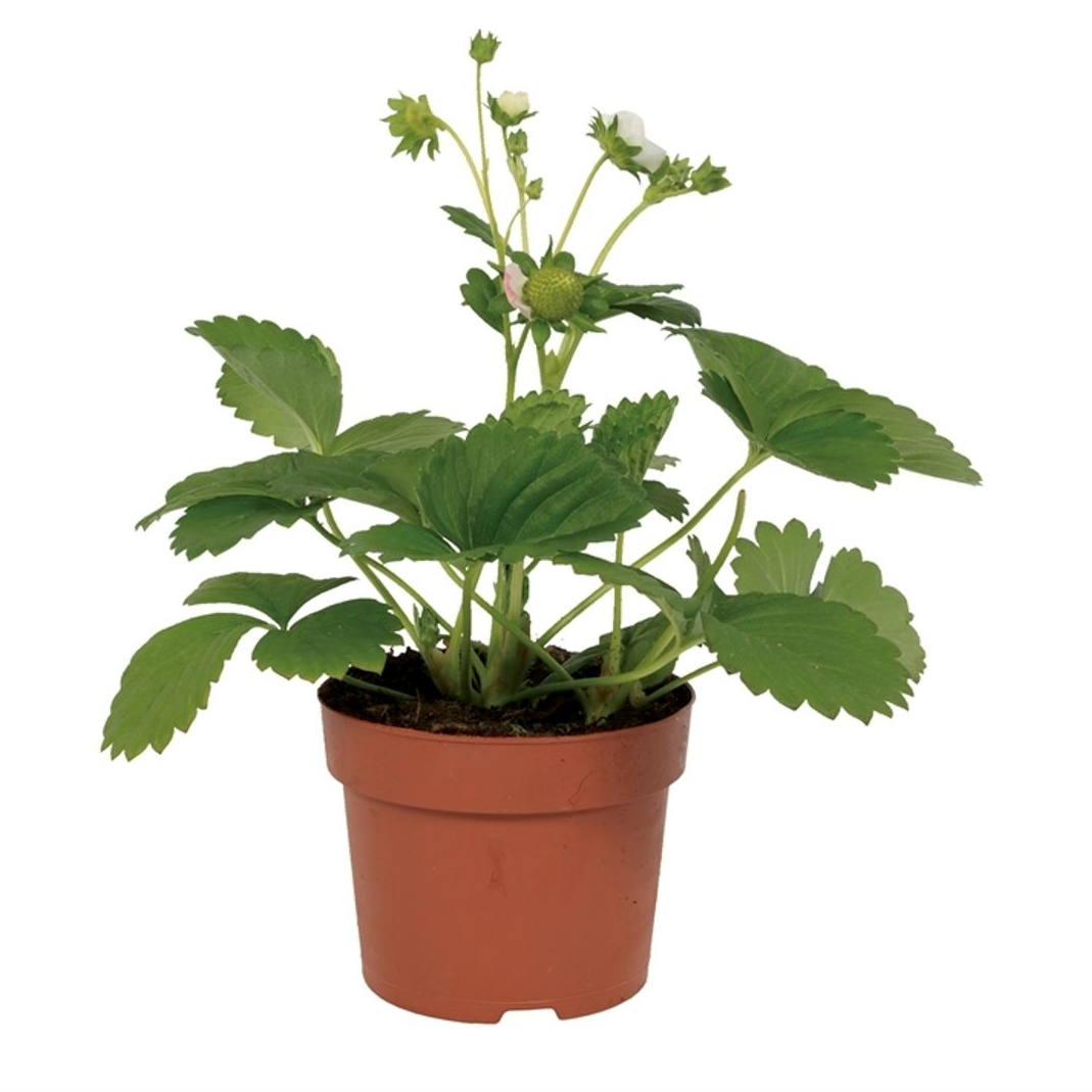 Fragaria x ananassa 'Korona'