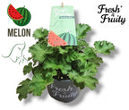 Muscate parfumate - Scented Geranium Melon (aroma de pepene)
