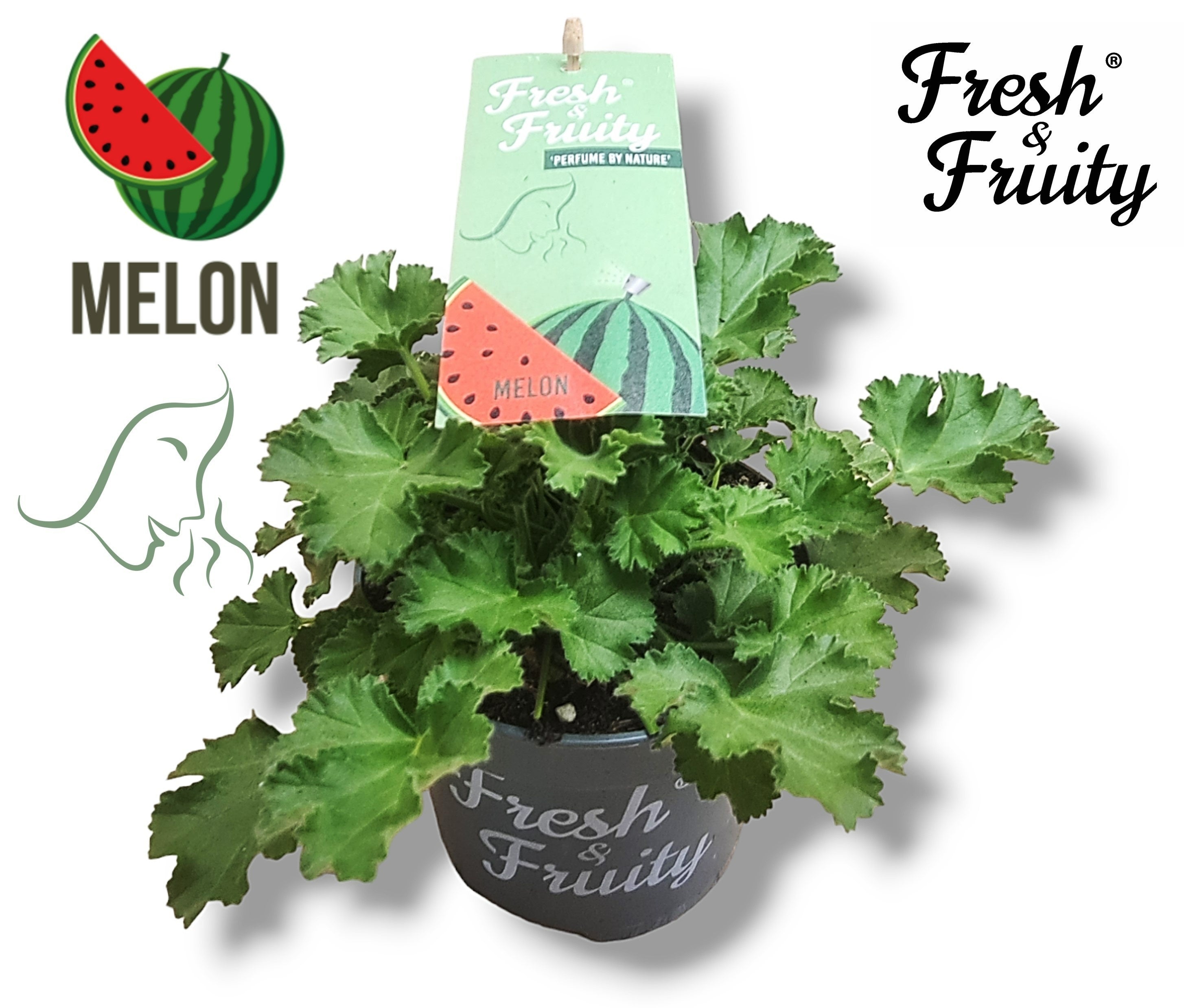 Muscate parfumate - Scented Geranium Melon (aroma de pepene)