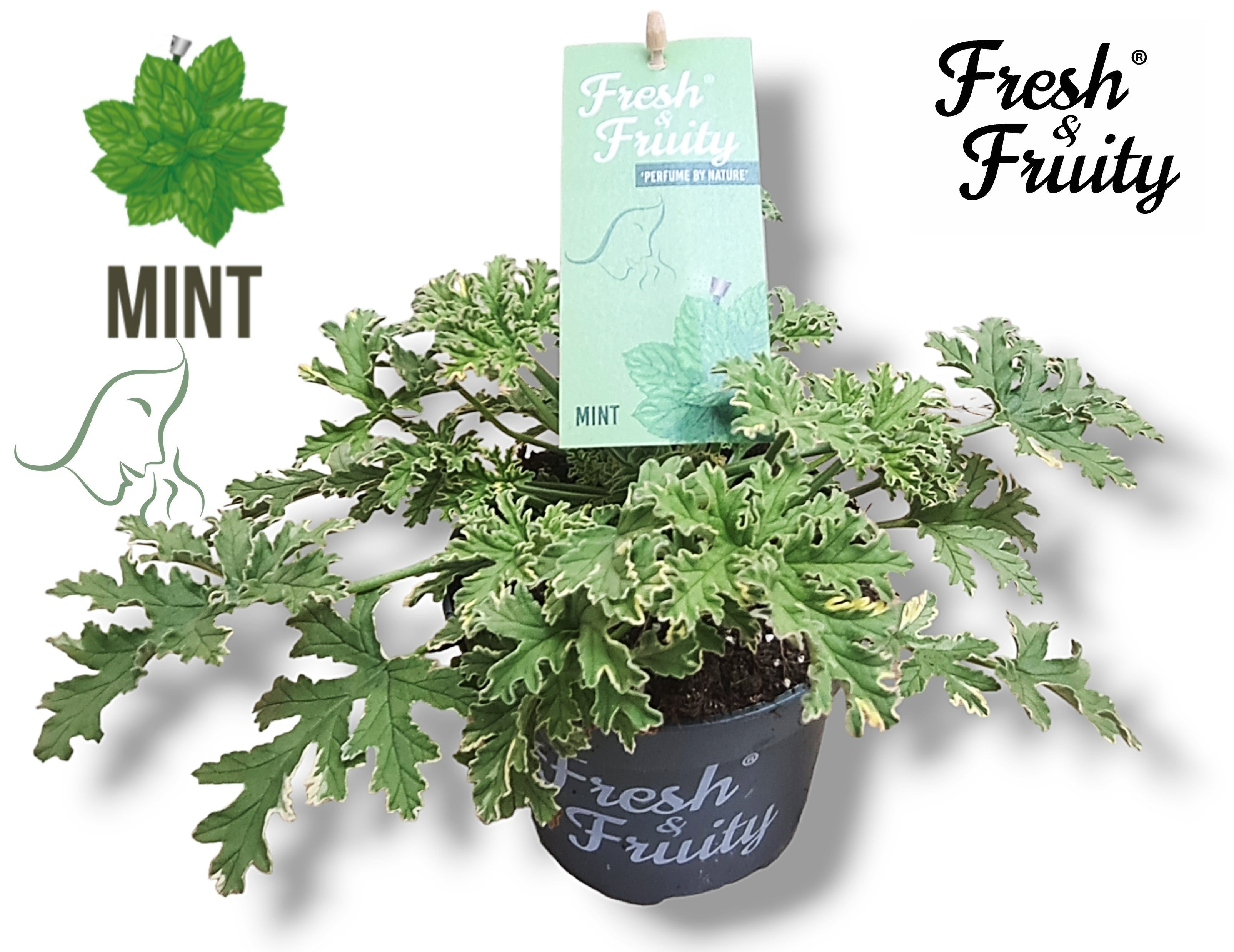 Tuoksuvat pelargoniat - Scented Geranium (mintun tuoksu)