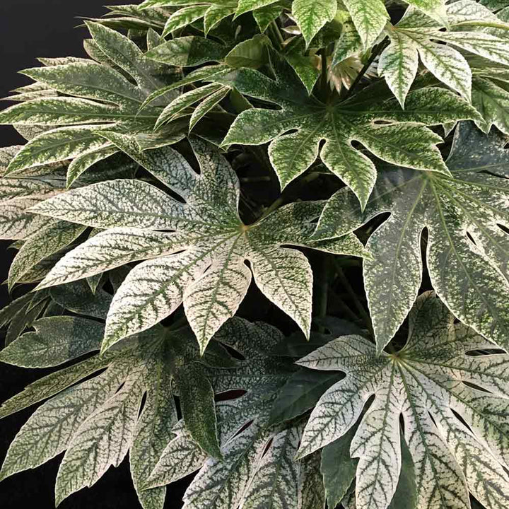 Fatsia japonica 'Spiders Web'