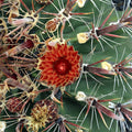 Ferocactus townsendianus