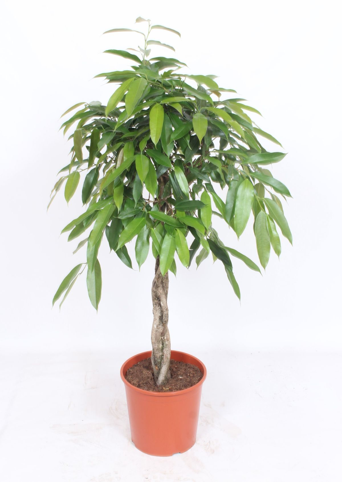 Ficus binnendijkii 'Amstel King' H140 cm