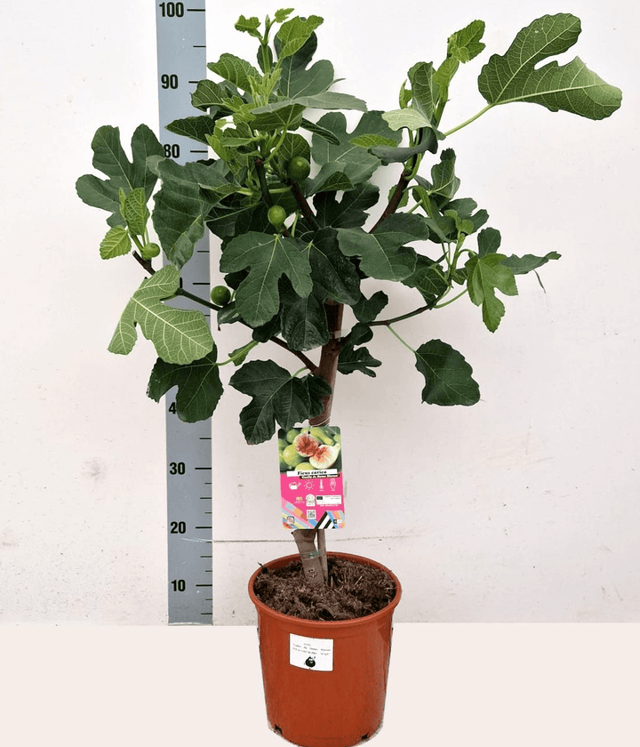 Smochin - Ficus carica 'Cuello de Dama Blanca'