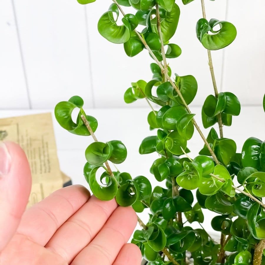 Ficus benjamina 'Barok' (Curly ficus, Ficus 'Boucle')