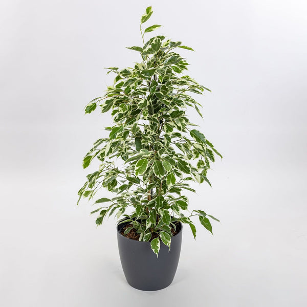 Ficus benjamina Twilight – 2 Pflanzen/Topf