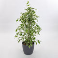 Ficus benjamina Twilight - 2 plante/ghiveci