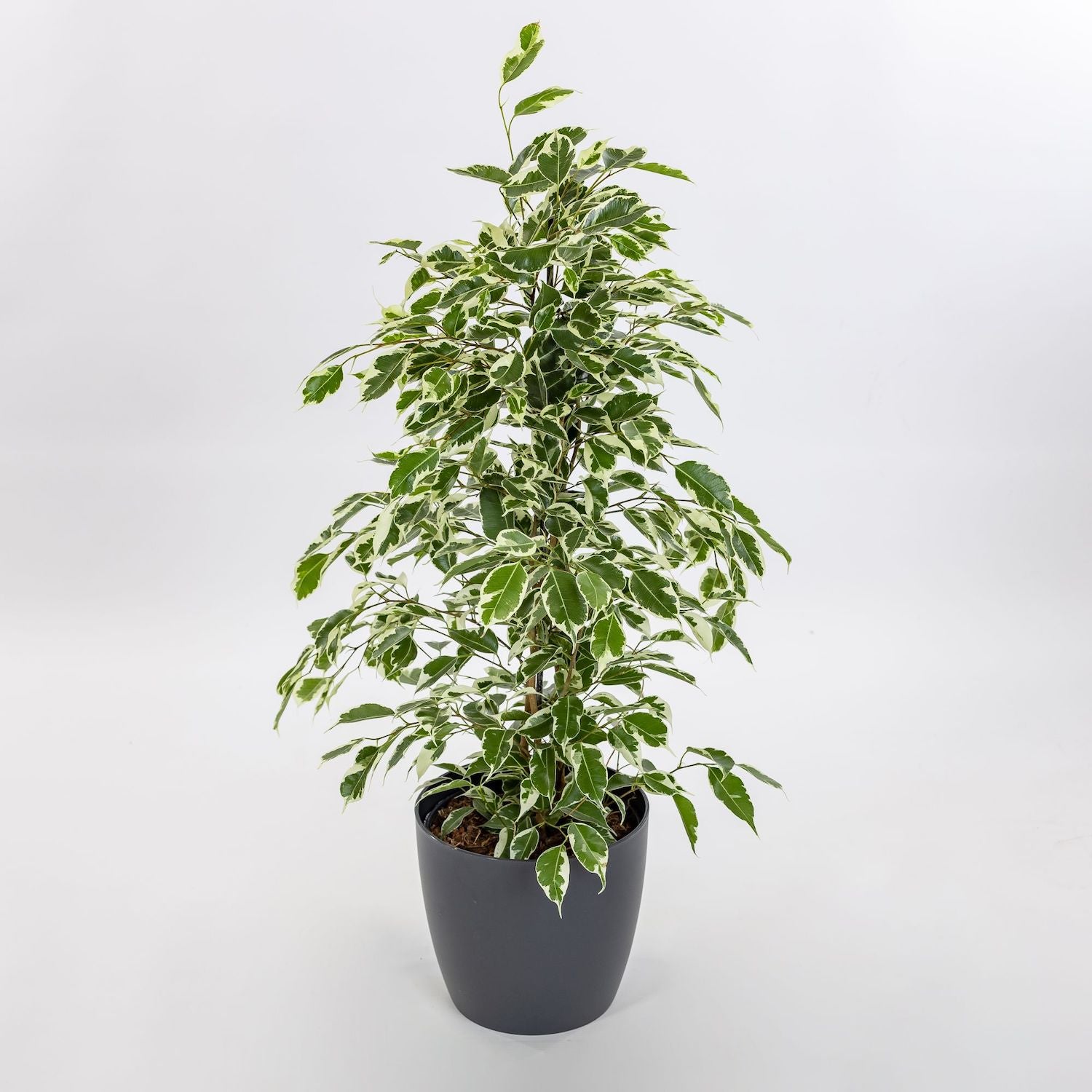 Ficus benjamina Twilight - 2 plante/ghiveci