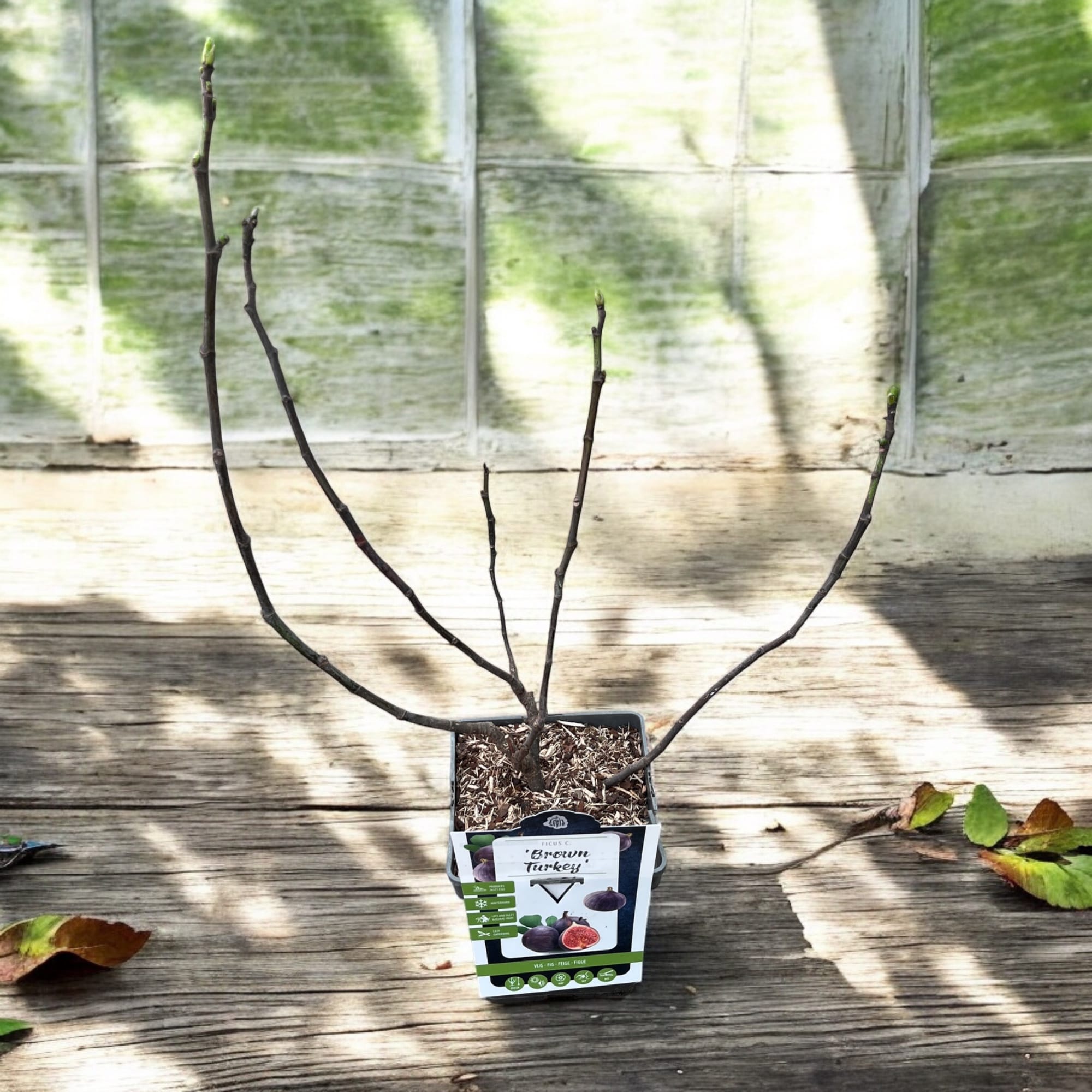 Smochin - Ficus carica 'Brown Turkey' - elágazó növények