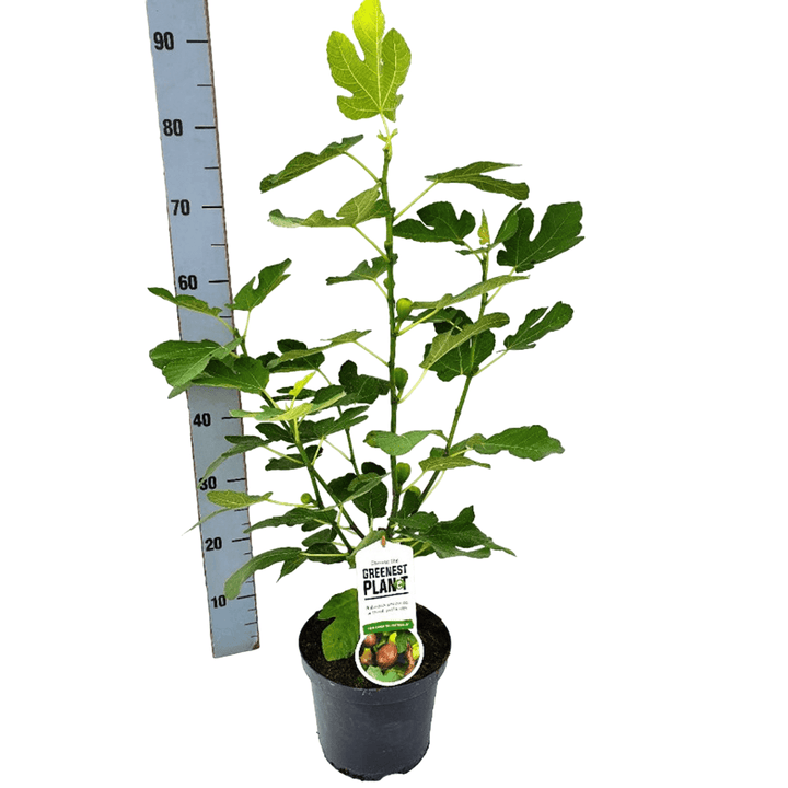 Ficus carica 'Lungo Del Portogallo'