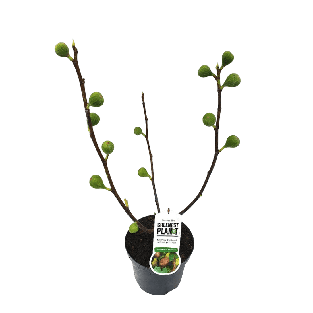 Ficus carica 'Lungo Del Portogallo'
